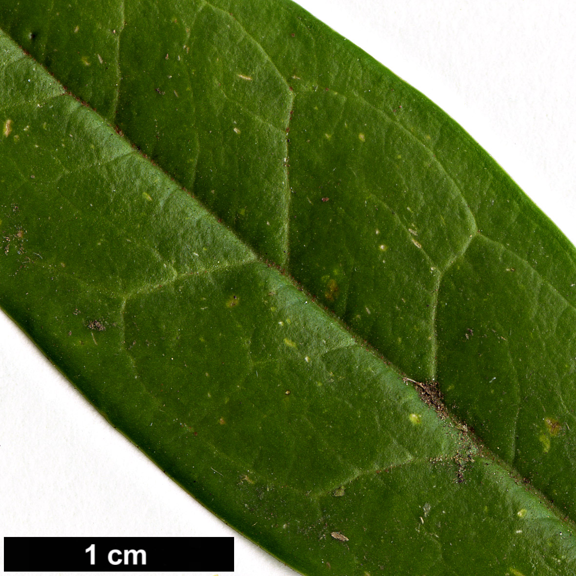 High resolution image: Family: Buxaceae - Genus: Sarcococca - Taxon: hookeriana - SpeciesSub: var. hookeriana